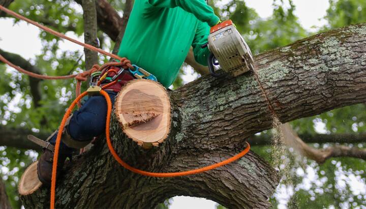 Skilled tree removal in Charlottesville, VA.