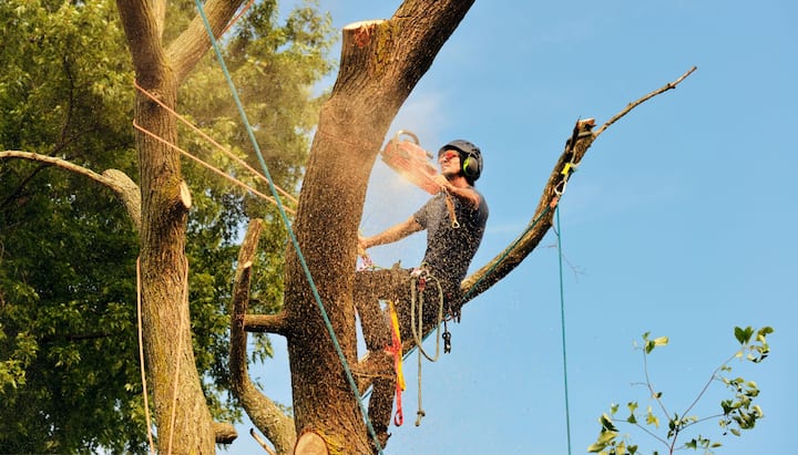 Residential tree removal in Charlottesville, VA.