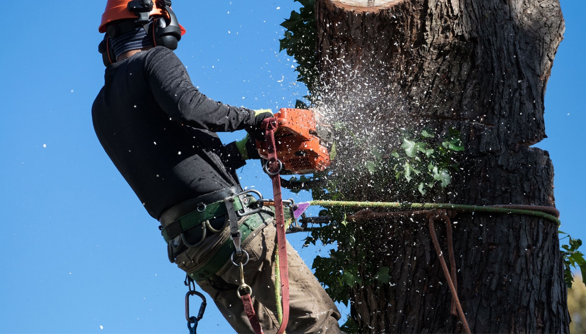 Professional tree removal in Charlottesville, VA.